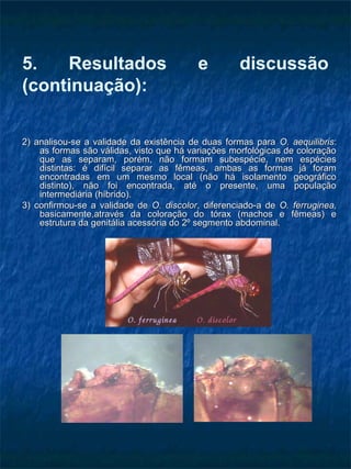 5. Resultados e discussão
(continuação):
2) analisou-se a validade da existência de duas formas para2) analisou-se a validade da existência de duas formas para O. aequilibrisO. aequilibris::
as formas são válidas, visto que há variações morfológicas de coloraçãoas formas são válidas, visto que há variações morfológicas de coloração
que as separam, porém, não formam subespécie, nem espéciesque as separam, porém, não formam subespécie, nem espécies
distintas: é difícil separar as fêmeas, ambas as formas já foramdistintas: é difícil separar as fêmeas, ambas as formas já foram
encontradas em um mesmo local (não há isolamento geográficoencontradas em um mesmo local (não há isolamento geográfico
distinto), não foi encontrada, até o presente, uma populaçãodistinto), não foi encontrada, até o presente, uma população
intermediária (híbrido).intermediária (híbrido).
3) confirmou-se a validade de3) confirmou-se a validade de O. discolorO. discolor, diferenciado-a de, diferenciado-a de O. ferruginea,O. ferruginea,
basicamente,através da coloração do tórax (machos e fêmeas) ebasicamente,através da coloração do tórax (machos e fêmeas) e
estrutura da genitália acessória do 2º segmento abdominal.estrutura da genitália acessória do 2º segmento abdominal.
 