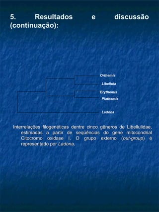 5. Resultados e discussão
(continuação):
Interrelações filogenéticas dentre cinco gêneros de Libellulidae,Interrelações filogenéticas dentre cinco gêneros de Libellulidae,
estimadas a partir de seqüências do gene mitocondrialestimadas a partir de seqüências do gene mitocondrial
Citocromo oxidase I. O grupo externo (Citocromo oxidase I. O grupo externo (out-groupout-group) é) é
representado porrepresentado por LadonaLadona..
Orthemis
Libellula
Erythemis
Plathemis
Ladona
 