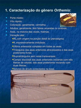 1. Caracterização do gênero Orthemis:
 Porte médio;Porte médio;
 Vôo rápido;Vôo rápido;
 Coloração, geralmente, vermelha;Coloração, geralmente, vermelha;
 Adultos, geralmente, têm faixas amarelas no sintórax;Adultos, geralmente, têm faixas amarelas no sintórax;
 Asas, na maioria das vezes, hialinas;Asas, na maioria das vezes, hialinas;
 Venação alar:Venação alar:
IRIR2A2A com origem na porção distal do pterostigma;com origem na porção distal do pterostigma;
RR33 expressivamente ondulada;expressivamente ondulada;
Última antenodal completa em todas as asas;Última antenodal completa em todas as asas;
Triângulos das asas anteriores atravessados e das asasTriângulos das asas anteriores atravessados e das asas
posteriores livres;posteriores livres;
Supratriângulos sem veias transversais;Supratriângulos sem veias transversais;
Campo discoidal das asas anteriores iniciando com trêsCampo discoidal das asas anteriores iniciando com três
fileiras de células; das asas posteriores iniciando comfileiras de células; das asas posteriores iniciando com
duas fileiras;duas fileiras;
Setores do árculo conectados na base.Setores do árculo conectados na base.
 