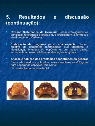 5. Resultados e discussão
(continuação):
 Revisão Sistemática deRevisão Sistemática de OrthemisOrthemis: foram catalogadas as: foram catalogadas as
principais referências literárias que propiciaram a formaçãoprincipais referências literárias que propiciaram a formação
atual do gêneroatual do gênero OrthemisOrthemis..
 Elaboração de diagnose para cada espécie:Elaboração de diagnose para cada espécie: resumoresumo
objetivo de caracteres morfológicos que facilitarão aobjetivo de caracteres morfológicos que facilitarão a
identificação imediata da espécies e, em muitos casos,identificação imediata da espécies e, em muitos casos,
acrescentam novos detalhes às descrições originais.acrescentam novos detalhes às descrições originais.
 Análise e solução dos problemas encontrados no gênero:Análise e solução dos problemas encontrados no gênero:
1)1) foram adicionados e aplicados novos caracteres morfológicosforam adicionados e aplicados novos caracteres morfológicos
para separar as espécies, tais como:para separar as espécies, tais como:
 variação da mancha labialvariação da mancha labial ;;
 