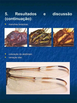 5. Resultados e discussão
(continuação):
 manchas torácicas;manchas torácicas;
 coloração do abdômen;coloração do abdômen;
 venação alar;venação alar;
 