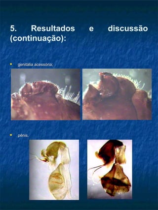 5. Resultados e discussão
(continuação):
 genitália acessória;genitália acessória;
 pênis.pênis.
 