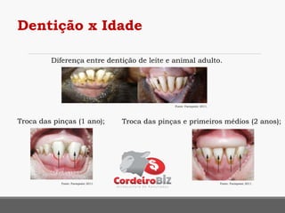 Fonte: Farmpoint 2011.
Diferença entre dentição de leite e animal adulto.
Troca das pinças (1 ano);
Fonte: Farmpoint 2011.
Troca das pinças e primeiros médios (2 anos);
Fonte: Farmpoint 2011.
Dentição x Idade
 