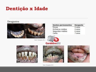 Dentição x Idade
Desgastes
Fonte: Farmpoint 2011.
Fonte: Farmpoint 2011.
 