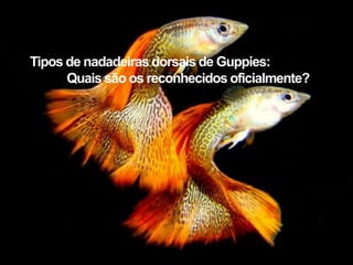 Tipos de nadadeiras dorsais de Guppies:
Quais são os reconhecidos oficialmente?
 