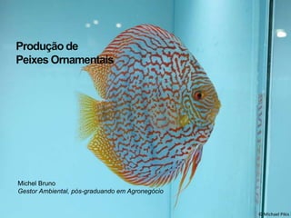 © Michael Pikis 
Produção de 
Peixes Ornamentais 
Michel Bruno 
Gestor Ambiental, pós-graduando em Agronegócio 
 