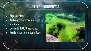 FILO CHLOROPHYTA
● Algas verdes;
● Ambiente terrestre úmido ou
aquático;
● Cerca de 17000 espécies;
● Predominante em água doce.
 