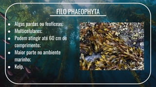 FILO PHAEOPHYTA
● Algas pardas ou feofíceas;
● Multicelulares;
● Podem atingir até 60 cm de
comprimento;
● Maior parte no ambiente
marinho;
● Kelp.
 