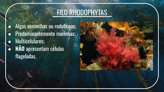 FILO RHODOPHYTAS
● Algas vermelhas ou rodofíceas;
● Predominantemente marinhas;
● Multicelulares;
● NÃO apresentam células
ﬂageladas.
 