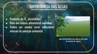 IMPORTÂNCIA DAS ALGAS
● Produção de O2
atmosférico;
● Base das cadeias alimentares aquáticas;
● Podem ser usadas como indicadores
naturais da poluição ambiental.
(alga bioindicadora que aparece por causa
do excesso de esgoto)
 