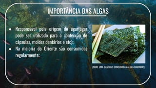 IMPORTÂNCIA DAS ALGAS
● Responsável pela origem do ágar(ágar
pode ser utilizado para a confecção de
cápsulas, moldes dentários e etc);
● Na maioria do Oriente são consumidas
regularmente;
(NORI, UMA DAS MAIS CONSUMIDAS ALGAS MARINHAS)
 