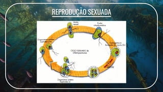 REPRODUÇÃO SEXUADA
 