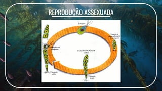 REPRODUÇÃO ASSEXUADA
 