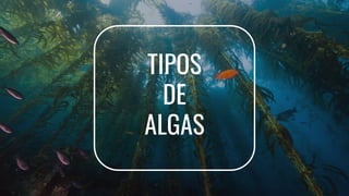 TIPOS
DE
ALGAS
 