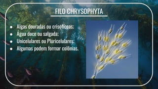 FILO CHRYSOPHYTA
● Algas douradas ou crisofíceas;
● Água doce ou salgada;
● Unicelulares ou Pluricelulares;
● Algumas podem formar colônias.
 