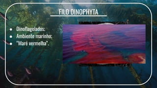 FILO DINOPHYTA
● Dinoﬂagelados;
● Ambiente marinho;
● “Maré vermelha”.
 