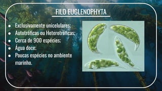 FILO EUGLENOPHYTA
● Exclusivamente unicelulares;
● Autotróﬁcas ou Heterotróﬁcas;
● Cerca de 900 espécies;
● Água doce;
● Poucas espécies no ambiente
marinho.
 