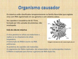 Organismo causadorOs rotavírus estão classificados temporariamente na família Reoviridae que engloba vírus com RNA segmentado em seu genoma e com simetria cúbica.Seu capsídeo é icosaédrico de 65-75nm, formado por três camadas de proteínas; não-envelopado.Ciclo de vida do rotavírusO vírus penetra na célula via endocitose e replica-se no citoplasma da célula hospedeira.A transcrição do RNAm ocorre via RNA polimerase. Imagem retirada do site: www.lvapli.ufsc.brAs proteínas do capsídeo são traduzidas.Os segmentos de RNAm replicados são empacotados no nucleocapsídeo imaturo.O RNAm é replicado para formar o genoma de RNA dupla fita.