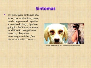  No caso da gonorréia ocular, chamada conjuntivite gonocócica, é acrescido o colírio de nitrato de prata;Complicações caso não tratada adequadamente:pode ocasionar o aborto espontâneo ou nascimento de uma criança já morta, ou prematura;baixo peso, endometrite pós-parto. 
