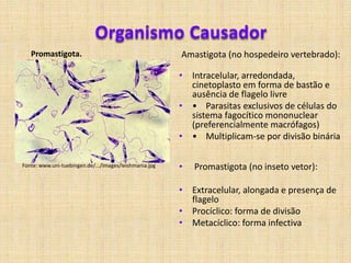 Doença Inflamatória Pélvica.