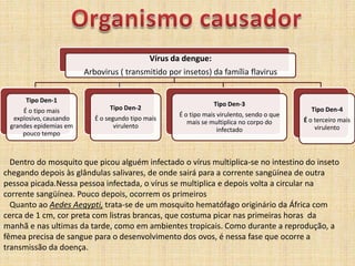 Organismo causador   Dentro do mosquito que picou alguém infectadoo vírus multiplica-se no intestino do inseto chegando depois às glândulas salivares, de onde sairá para a corrente sangüínea de outra pessoa picada.Nessa pessoa infectada, o vírus se multiplica e depois volta a circular na corrente sangüínea. Pouco depois, ocorrem os primeiros   Quanto ao AedesAegypti, trata-se de um mosquito hematófago originário da África com cerca de 1 cm, cor preta com listras brancas, que costuma picar nas primeiras horas  da manhã e nas ultimas da tarde, como em ambientes tropicais. Como durante a reprodução, a fêmea precisa de sangue para o desenvolvimento dos ovos, é nessa fase que ocorre a transmissão da doença.