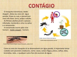 CONTÁGIO  O mosquito transmissor,AedesAegypti, deixa seu ovos em  água parada, limpa ou suja, e passará por mais três fases: larva, pulpa e adulto.  As fêmeas adultas picam a pessoa infectada, mantendo o vírus na saliva e o retransmite.  A transmissão ocorre pelo ciclo homem - Aedesaegypti- homem. Fonte:www.caicmariano.com.brFonte+http://www.dengue.org.br/mosquito_aedes.htmlComo os ovos do mosquito só se desenvolvem em água parada, é importante tomar cuidado com possiveis criadouros, como: vasos, caixas d’água, pneus, calhas, latas, bromelias, ralos , e qualquer outro foco de acumulo de águas.