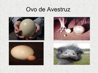 Ovo de Avestruz  