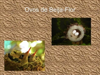 Ovos de Beija-Flor 