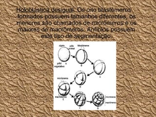 Holoblástica desigual : Os oito blastômeros formados possuem tamanhos diferentes, os menores são chamados de micrômeros e os maiores de macrômeros. Anfíbios possuem este tipo de segmentação. 