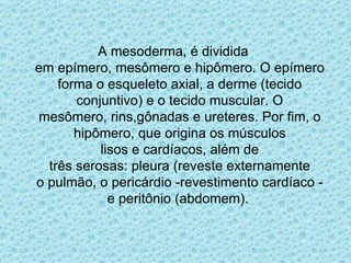 A mesoderma, é dividida em epímero, mesômero e hipômero. O epímero forma o esqueleto axial, a derme (tecido conjuntivo) e o tecido muscular. O mesômero, rins,gônadas e ureteres. Por fim, o hipômero, que origina os músculos lisos e cardíacos, além de três serosas: pleura (reveste externamente o pulmão, o pericárdio -revestimento cardíaco - e peritônio (abdomem).  