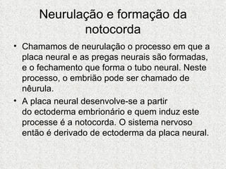 Chamamos de neurulação o processo em que a placa neural e as pregas neurais são formadas, e o fechamento que forma o tubo neural. Neste processo, o embrião pode ser chamado de nêurula. A placa neural desenvolve-se a partir do ectoderma embrionário e quem induz este processe é a notocorda. O sistema nervoso então é derivado de ectoderma da placa neural. Neurulação e formação da notocorda 