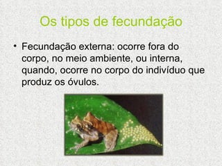 Os tipos de fecundação Fecundação externa: ocorre fora do corpo, no meio ambiente, ou interna, quando, ocorre no corpo do indivíduo que produz os óvulos. 