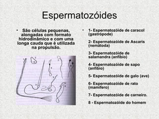 Espermatozóides São células pequenas, alongadas com formato hidrodinâmico e com uma longa cauda que é utilizada na propulsão. 1- Espermatozóide de caracol (gastrópode) 2- Espermatozóide de Ascaris (nemátoda) 3- Espermatozóide de salamandra (anfíbio) 4- Espermatozóide de sapo (anfíbio) 5- Espermatozóide de galo (ave) 6- Espermatozóide de rato (mamífero) 7- Espermatozóide de carneiro. 8 - Espermatozóide do homem   