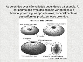 As cores dos ovos são variadas dependendo da espécie. A cor padrão dos ovos dos animais vertebrados é o branco, porém alguns tipos de aves, especialmente as passeriformes produzem ovos coloridos. 