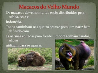 Os macacos do velho mundo estão distribuídos pela
África, Ásia e
Indonésia.
Todos caminham nas quatro patas e possuem nariz bem
definido com
as narinas voltadas para frente. Embora tenham caudas,
não as
utilizam para se agarrar.
 