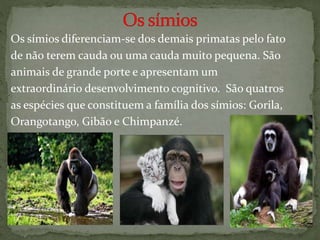 Os símios diferenciam-se dos demais primatas pelo fato
de não terem cauda ou uma cauda muito pequena. São
animais de grande porte e apresentam um
extraordinário desenvolvimento cognitivo. São quatros
as espécies que constituem a família dos símios: Gorila,
Orangotango, Gibão e Chimpanzé.
 