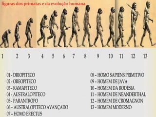 figuras dos primatas e da evolução humana
 