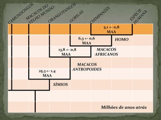 Milhões de anos atrás
SÍMIOS
MACACOS
ANTROPOIDES
MACACOS
AFRICANOS
HOMO
25,3 +- 1,4
MAA
1113,8 +- 0,8
MAA
6,3 +- 0,6
MAA
5,1 +- 0,8
MAA
 