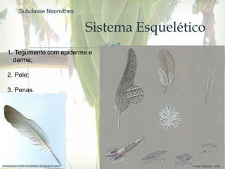 
Sistema Esquelético
1. Tegumento com epiderme e
derme;
2. Pele;
3. Penas.
Fonte: Hickman, 2005estaespeciedeverdades.blogspot.com
Subclasse Neornithes
 