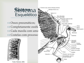 
 Ossos pneumáticos;
 Completamente ossificado com cavidades aéreas;
 Cada maxila com uma camada que forma o bico;
 Costelas com processos mais fortes.
Sistema Esquelético
Fonte: Hickman, 2005.
Sistema
Esquelético
 