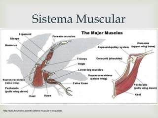 
Sistema Muscular
http://aves.forumeiros.com/t6-sistema-muscular-e-esqueleto
 