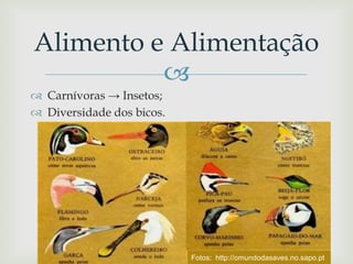 
 Carnívoras → Insetos;
 Diversidade dos bicos.
Alimento e Alimentação
Fotos: http://omundodasaves.no.sapo.pt
 