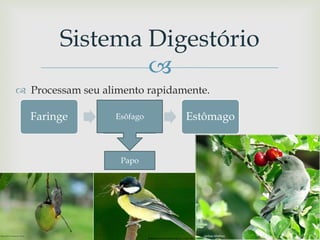 
 Processam seu alimento rapidamente.
Sistema Digestório
Faringe Esôfago Estômago
Papo
Esôfago
 