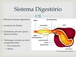 
Sistema Digestório
 Eficiente sistema digestório;
 Ausência de dentes;
 Glândulas salivares pouco
desenvolvidas;
 Estômago consiste em dois
compartimentos:
 Proventrículo
 Moela
Fonte: leandroagropecuaria.blogspot.br
 