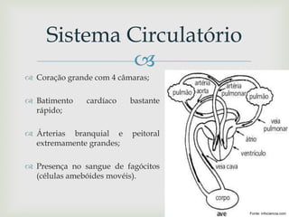 
 Coração grande com 4 câmaras;
 Batimento cardíaco bastante
rápido;
 Árterias branquial e peitoral
extremamente grandes;
 Presença no sangue de fagócitos
(células amebóides movéis).
Sistema Circulatório
Fonte: infociencia.com
 