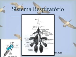 
Sistema Respiratório
Fonte: Hickman, 2005
Orr, 1986
 