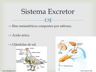
 Rins metanéfricos compostos por néfrons;
 Ácido úrico;
 Glândulas de sal.
Sistema Excretor
Fonte: Hickman, 2005Fonte: sobiologia.com.br
 