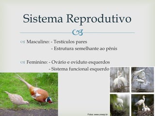 
 Masculino: - Testículos pares
- Estrutura semelhante ao pênis
 Feminino: - Ovário e oviduto esquerdos
- Sistema funcional esquerdo
Sistema Reprodutivo
Fotos: www.unesp.br
 