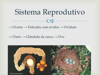 
 Ovário → Folículos com óvulos → Oviduto
 Útero → Glândula da casca → Ovo
Sistema Reprodutivo
Fonte: www.proac.br Fonte: www.proac.br
 
