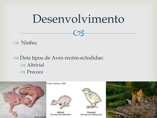 
 Ninho;
 Dois tipos de Aves recém-eclodidas:
 Altricial
 Precoce
Desenvolvimento
ipevs.org.br
Fonte: Hickman, 2005
 